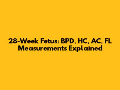 28-Week Fetus: BPD, HC, AC, FL Measurements Explained