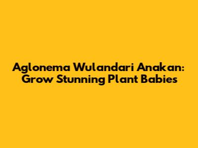 Aglonema Wulandari Anakan: Grow Stunning Plant Babies