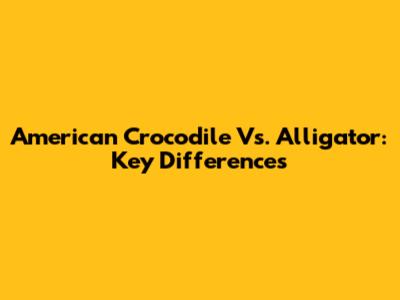 American Crocodile Vs. Alligator: Key Differences
