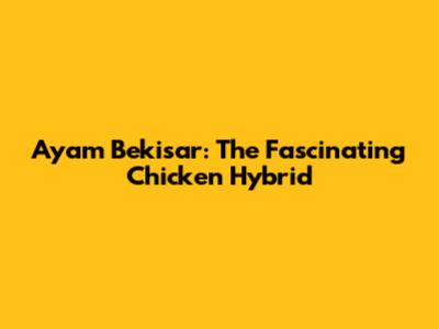 Ayam Bekisar: The Fascinating Chicken Hybrid