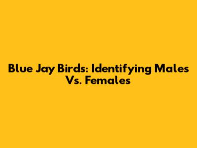 Blue Jay Birds: Identifying Males Vs. Females