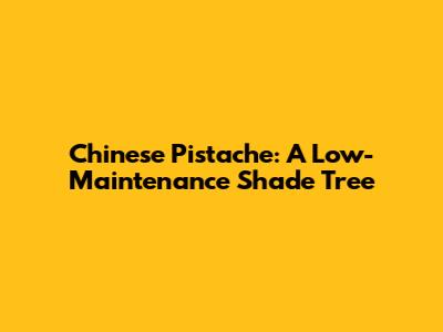 Chinese Pistache: A Low-Maintenance Shade Tree
