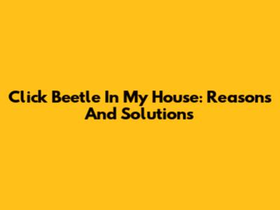 Click Beetle In My House: Reasons And Solutions