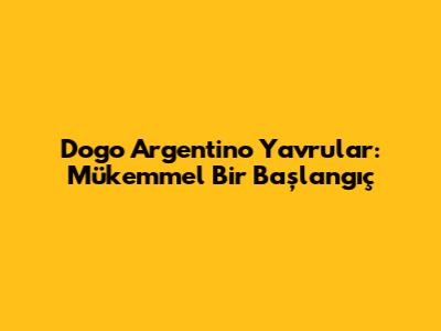 Dogo Argentino Yavrular: Mükemmel Bir Başlangıç
