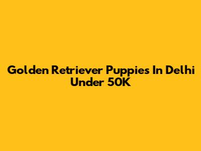 Golden Retriever Puppies In Delhi Under 50K
