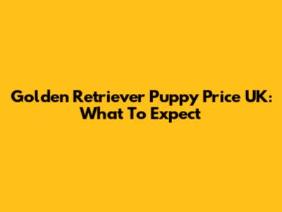 Golden Retriever Puppy Price UK: What To Expect