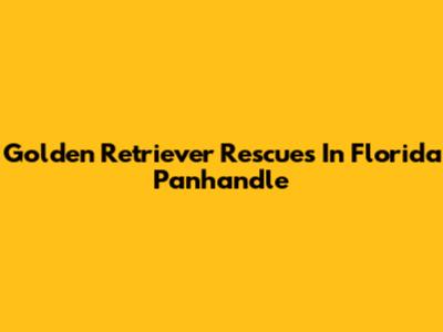 Golden Retriever Rescues In Florida Panhandle