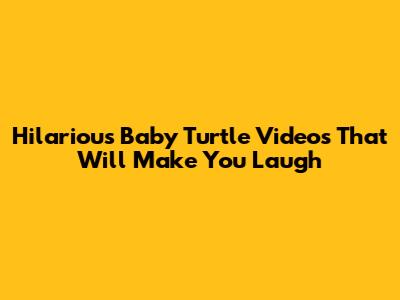 Hilarious Baby Turtle Videos That Will Make You Laugh