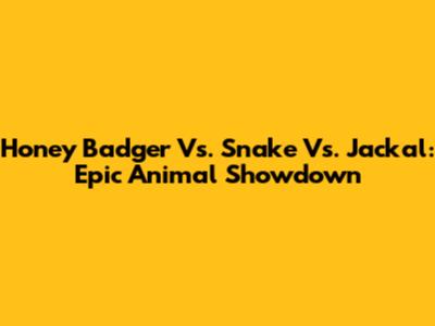 Honey Badger Vs. Snake Vs. Jackal: Epic Animal Showdown