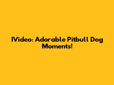 IVideo: Adorable Pitbull Dog Moments!