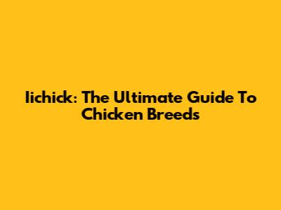 Iichick: The Ultimate Guide To Chicken Breeds