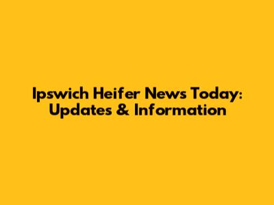 Ipswich Heifer News Today: Updates & Information