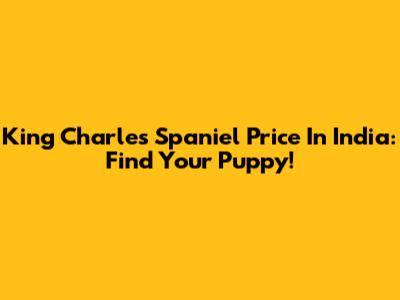 King Charles Spaniel Price In India: Find Your Puppy!