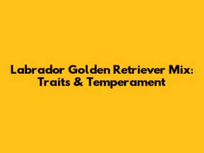 Labrador Golden Retriever Mix: Traits & Temperament