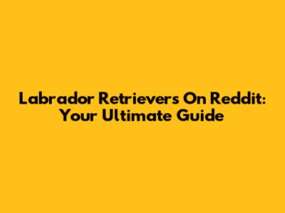 Labrador Retrievers On Reddit: Your Ultimate Guide