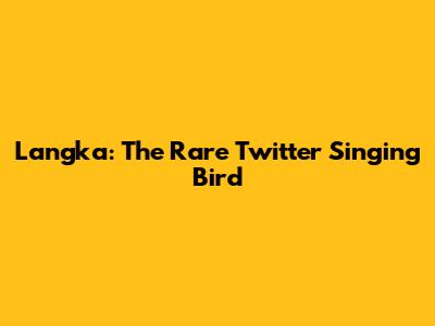 Langka: The Rare Twitter Singing Bird