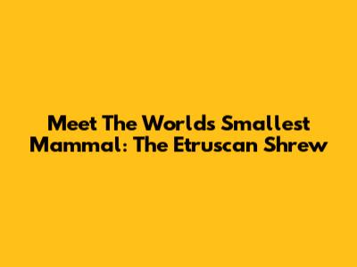 Meet The World's Smallest Mammal: The Etruscan Shrew