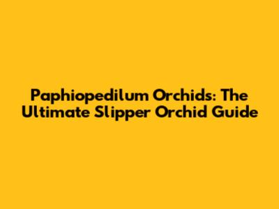 Paphiopedilum Orchids: The Ultimate Slipper Orchid Guide