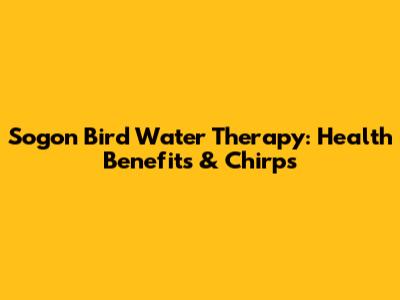 Sogon Bird Water Therapy: Health Benefits & Chirps