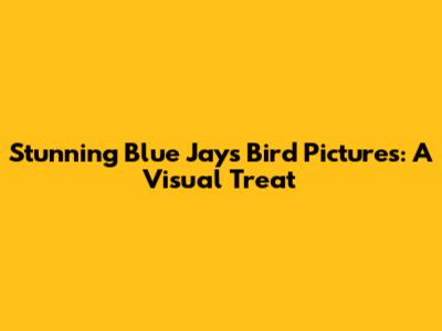 Stunning Blue Jays Bird Pictures: A Visual Treat