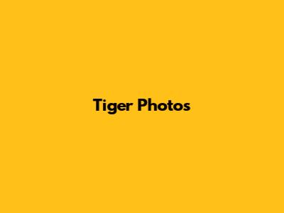 Tiger Photos