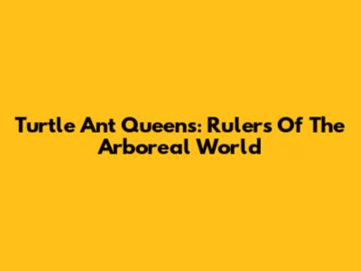 Turtle Ant Queens: Rulers Of The Arboreal World