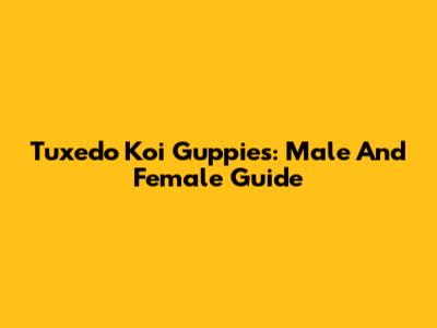 Tuxedo Koi Guppies: Male And Female Guide